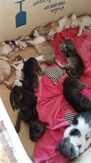 เด็กตัวเล็กนอนยังไม่ตื่น #แมวบ้านๆ #คนรักสัตว์ #ทาสแมว #แมวไทย#แมวจร