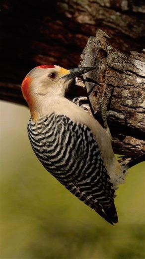 Woodpecker digging for insects! #birds #woodpecker
