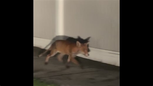 Melbourne Suburban Fox. This one is showing signs of Sarcoptic Mange. Apart from predating on wildlife and suburban pets they are also a significant disease vector. Critter Getter & Wildpro - Pest Control #fox | Alex Krstic