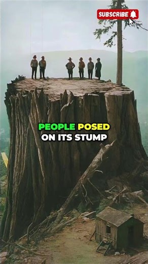 The Last Giant Silicon Tree - 1899