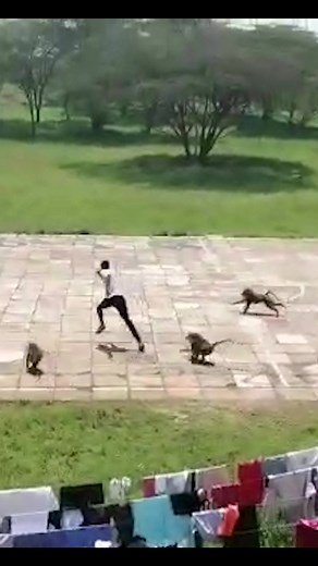 Monkey Chase in Kenya: Wildlife Encounter Caught on Camera