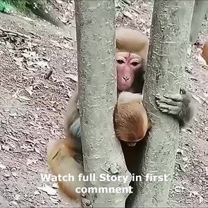 Poor baby monkey got his head stuck, mother monkey trying her best to pull baby monkey Watch full Story in first comment | Cute monkey family
