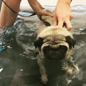 Splash splash... Two weeks post luxating patella surgery (tibial crest transposition & groove deepening) Riley is on the underwater treadmill with Michelle from Dogs In Motion Canine Rehabilitation strengthening her wasted muscles so that she can one day dash... It's amazing to be part of and see... This little girl that was so chronically disabled by her breathing and constantly luxating knees... Just two weeks post op.... Already walking and breathing so much better and knowing that she has be