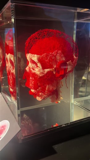 Exploring the Fascinating Bodyworld Exhibition