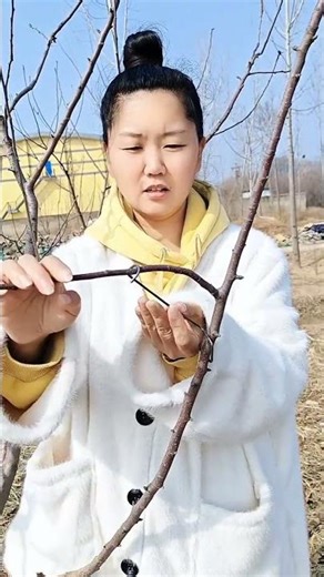 Fruit Tree Branch Bending Process | Why Softening Branches is Important Before Pulling 🌿