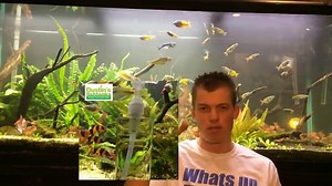 Red Tiger Lotus- (Dwarf Aquarium Lily)- EASY RED Aquarium Plant