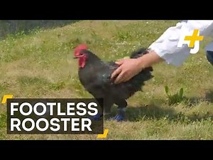 Rooster Gets 3D-Printed Feet