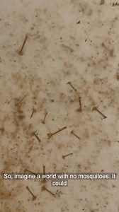 119 reactions · 38 shares | Meet our butt-snorkeling, blood-feeding, raised-from-eggs mosquito colony! #WorldMosquitoDay celebrates the discovery of mosquitoes as vectors of human disease, but our Chief of Science Dr. Shannon Bennett says they’re also so much more — and here’s why. ⬇️ | California Academy of Sciences | Facebook