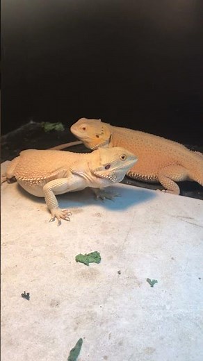 Bearded Dragon Mating Dance 💃 💃
