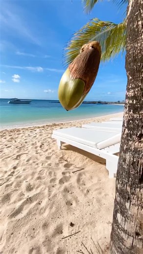 Coconut Tree Coconut Falling Funny Moment