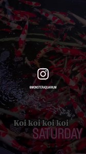 Koi are beautiful, ornamental fish that originate from Japan, known for their vibrant colors, intricate patterns, and peaceful nature. They are often kept in ponds and water gardens, where they symbolize luck, prosperity, and harmony. Koi enthusiasts are drawn to their unique personalities and striking appearance, making koi a beloved addition to aquascapes and a symbol of enduring beauty. #KoiFish #KoiPond #OrnamentalFish #JapaneseKoi #PondLife #AquariumHobby #AquaticPets #KoiLovers #ColorfulFi