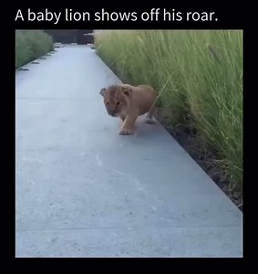 8.2K views · 644 reactions | A baby lion shows off his roar 殺 - Roaring is a way for lions to gauge each other’s strength. A strong, guttural roar from a male lion is not only attractive to lionesses, but it helps to indicate his overall prowess. - #baby #lion #roar #wildlife | TheAnimals | Facebook