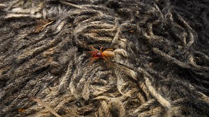 Cleaning a Fire Damaged Carpet !! | Mountain Rug Cleaning