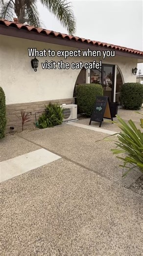 🐾 Thinking about visiting the cat café? Here’s what to expect: adorable adoptable cats, tasty drinks, fresh pastries, and a little cat-themed shopping to top it off! ☕🐱 Come sip, snack, shop, and see who picks you as their new favorite human! | The Caffeinated Cat Cafe