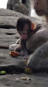 8.4K views · 412 reactions | Weak infant Blaze so scared to try walking-Xv0rbGZWKpA | Totsaken Ahunai | Facebook