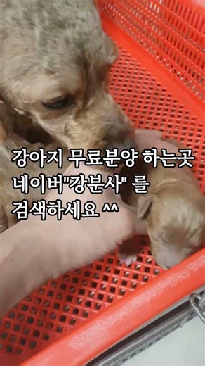 가정견사 강아지 분양 직접 키워서 낳은 새끼 강아지 저렴한 가격에 분양합니다.네이버 강아지 직거래 "강분사" 를 검색하세요^^ #강아지무료분양 #강아지 #강아지분양 #puppy