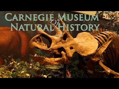 Walkthrough the Carnegie Natural History Museum