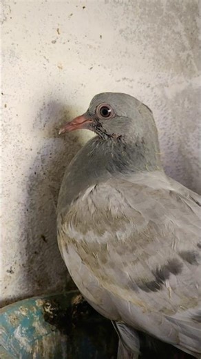 tournament ke patthe #kabutar #pigeon