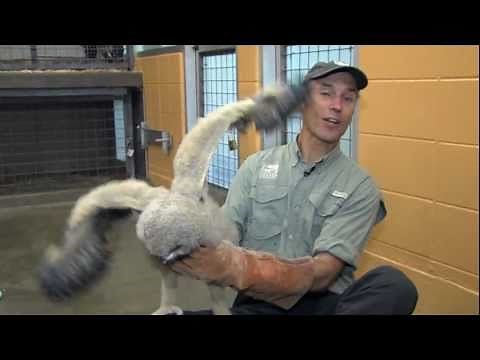 Eurasian Eagle Owl Baby - Cincinnati Zoo