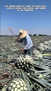 Why the Agave Heart is Called a Piña (Pineapple).