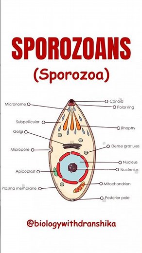 Sporozoans — the tiny invaders with no locomotion but a deadly mission! 🩸 #sporozoite #plasmodium