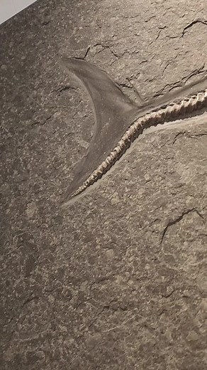 Discover Stunning Ichthyosaur Fossils in Tucson