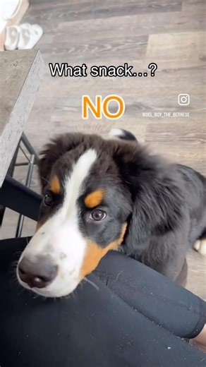 #berner #puppy #bernesemountaindog #funny #dog #cute #pets #delboy #hungry #doglife #petshorts