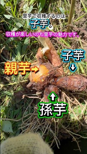 里芋収穫時期見極め、これでOK#里芋#家庭菜園