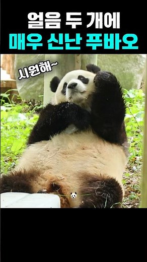 얼음 두 개에 행복해하는 푸 🧊🧊