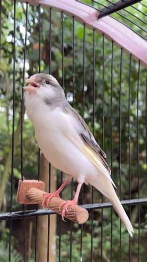 Canary Singing Bird Sounds