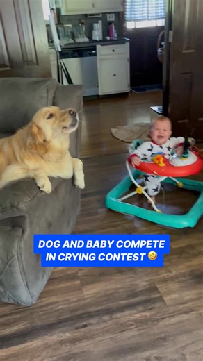 91K views · 3K reactions | Dog and baby compete in crying contest  | Daily Mail Entertainment | Facebook