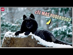 El Perro Lobo Mexicano ( CALUPOH ) - ¿El Perro más poderoso del Mundo?