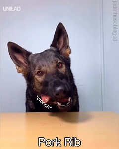 How different foods taste according to a german shepherd 😂😋 | UNILAD