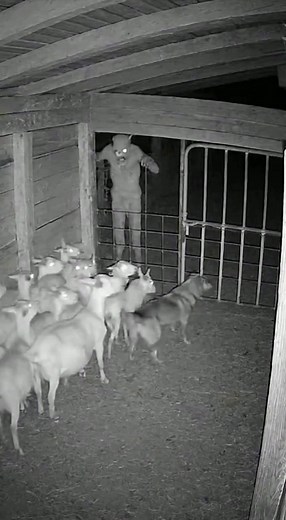 16K views · 123 reactions | #dog #horror | Animal Rescue Team | Facebook