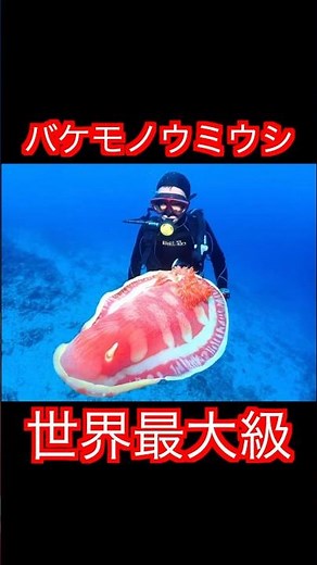 世界最大のウミウシ:生態解説【ゆくりかチャンネル】ずんだもんボイス