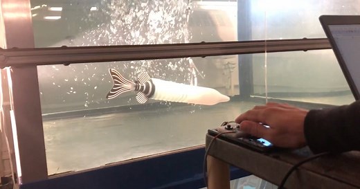 A Robot Swims with the Fishes | Radcliffe Institute for Advanced Study at Harvard University