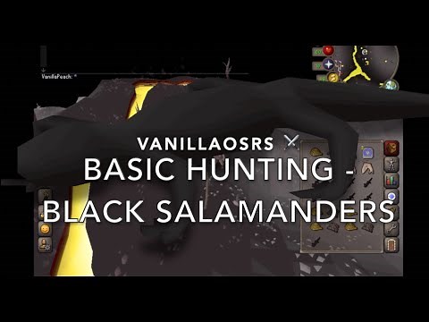 Black Salamander OSRS Beginner Hunting Guide