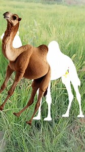 The Camel Very easy. | Stop photos