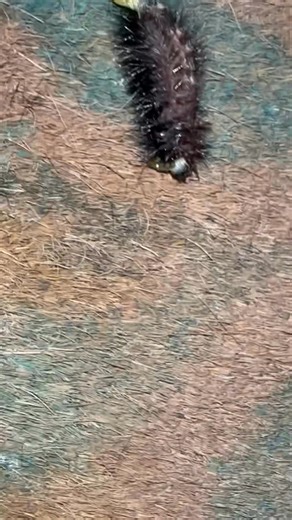 The shit I be recording & sending to Amanda Green 🤣🤣 | Melissa Renee