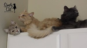 👅👅👅👅 | Simply Cats