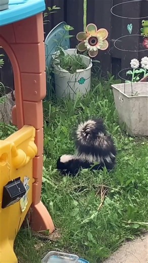 Sweet Little Skunk #nature #wildlife