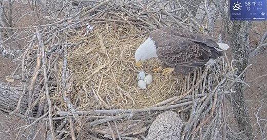 Blue Springs bald eagle pair successfully lays 3 eggs; how to watch them live