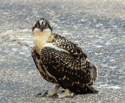 Young osprey seen on ABC7 tower camera falls from nest
