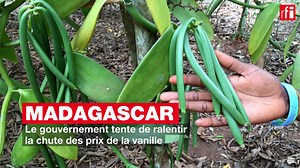 120K views · 95 reactions | La récolte de la vanille a commencé au nord-ouest de #Madagascar. La production s’annonce abondante, mais la demande internationale est absente. Pour enrayer la chute des prix, le gouvernement a décidé d'encadrer plus strictement la filière. Ecoutez les explications de Claire Fages. | RFI Afrique | Facebook
