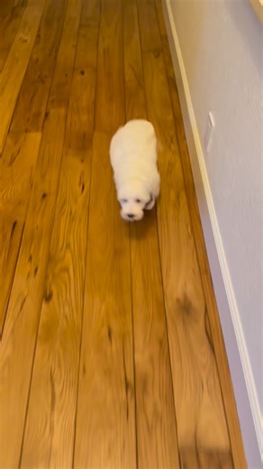 Please know that if you choose to buy from a breeder, choose one who never truly wants to say goodbye to her puppies, one who loves and cares for them from the moment they’re growing in their mama’s belly and continues to care for them for a lifetime. You can’t convince me otherwise: the first eight weeks of a puppy’s life shape who they become forever. And I’ll say this with my whole heart, our puppies are deeply loved, cherished, and nurtured. They are taught that the world is safe, that human