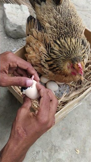 Hen Hatching Eggs at Home 🐣 Amazing Day 21 Miracle of Life – Hen Hatching Eggs at Home