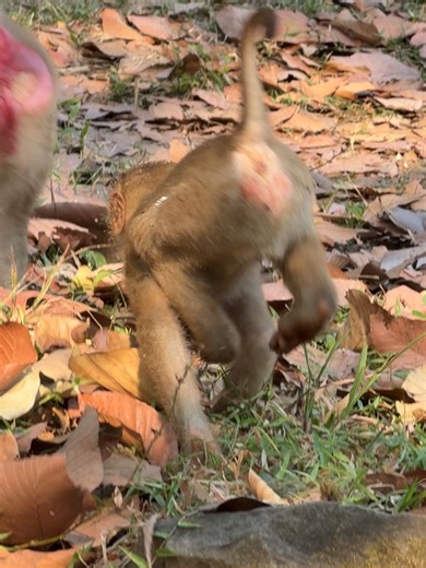 Baby monkey Lilo legs palsied -P5 #babymomkey