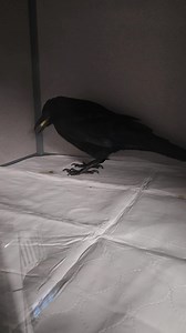 American Crow in Need 🖤 This handsome American crow( Poe) was brought to us late last night after being carefully transported by our dedicated friends, Marilyn and Mike (we are so grateful for them.)🙏🏼 He arrived in heartbreaking condition. He is severely emaciated, weighing only 340 grams, and suffering from multiple lacerations and peck wounds to his head💔. Despite everything he’s been through, he’s showing us just how strong he is. He has a very good appetite, is alert, and was immediatel