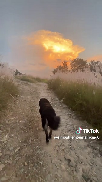 #bhotekukur🐾 #🌄🗻🗻🌄 #loyalcompanion🐾 #Dogsoftiktok #🇳🇵🇳🇵🇳🇵