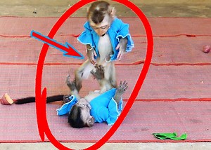 Baby Alien & Jandy Happy Playing In Front of Home Waiting Mom Come Back from Market | Monkey Family